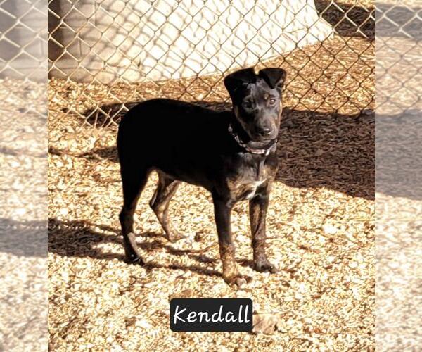 Medium Photo #3 Mutt Puppy For Sale in Granbury, TX, USA
