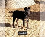 Small #2 Mutt