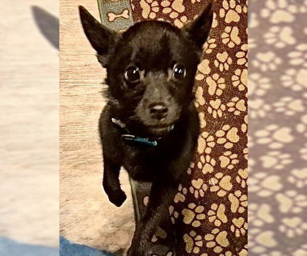 Medium Photo #2 Schipperke Puppy For Sale in Omaha, NE, USA