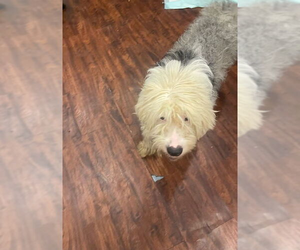 Medium Photo #2 Old English Sheepdog Puppy For Sale in Tenafly, NJ, USA