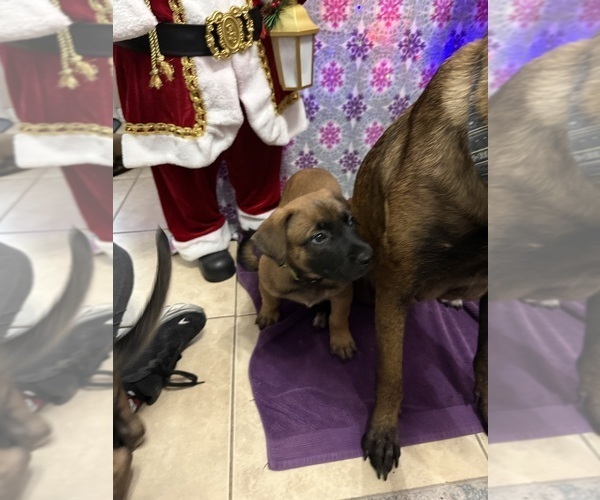 Medium Photo #23 Belgian Malinois Puppy For Sale in JACKSONVILLE, FL, USA