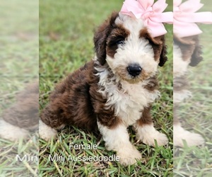 Aussie-Poo-Aussiedoodle Miniature Mix Puppy for sale in TAYLOR, TX, USA