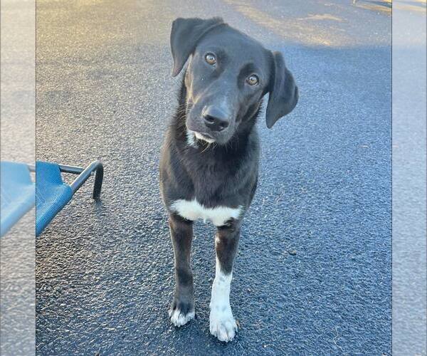Medium Photo #1 Collie-Labrador Retriever Mix Puppy For Sale in New Oxford , PA, USA