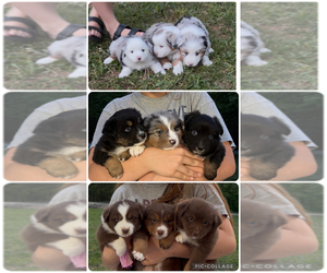 Miniature American Shepherd Puppy for sale in HURT, VA, USA