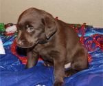 Small Photo #3 Labrador Retriever Puppy For Sale in PUEBLO, CO, USA