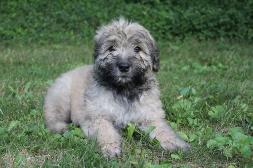 Medium Photo #1 Bouvier Des Flandres Puppy For Sale in PITTSBURGH, PA, USA