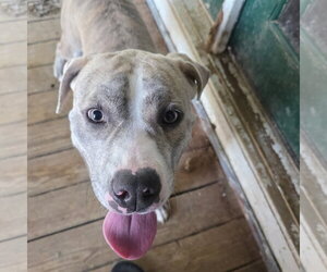 Smokie (Courtesy Listing) - Male Mutt Dog for Adoption - Photo #2