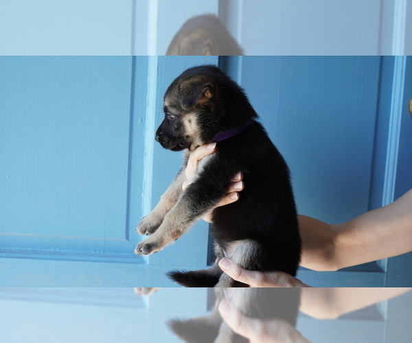 Medium Photo #1 German Shepherd Dog Puppy For Sale in TARBORO, NC, USA