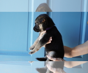 Medium German Shepherd Dog