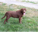 Coco - Female Labrador Retriever Puppy for Sale - Photo #4