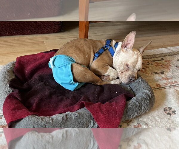 Medium Photo #2 French Bulldog-Unknown Mix Puppy For Sale in Greenbelt, MD, USA