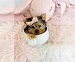 Small #2 Yorkshire Terrier