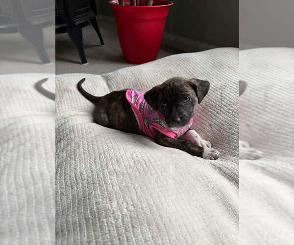 Medium Photo #1 American Staffordshire Terrier-Unknown Mix Puppy For Sale in Wenonah, NJ, USA