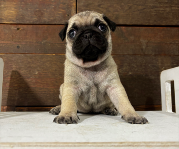 Medium Photo #1 Pug Puppy For Sale in SAINT JOE, IN, USA