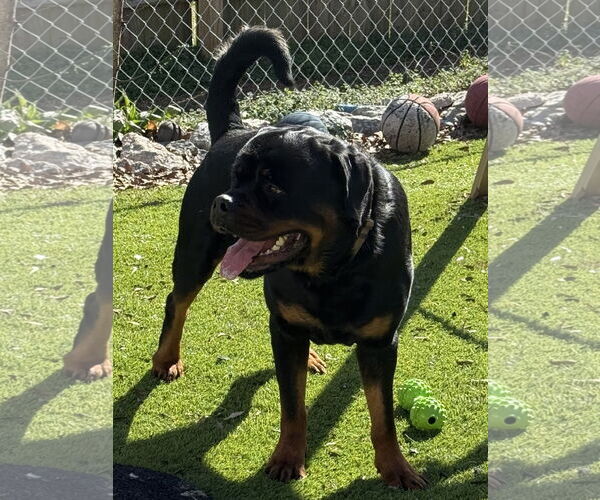 Medium Photo #1 Rottweiler Puppy For Sale in Mooresville, NC, USA