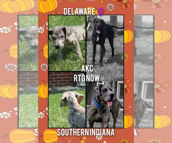 Medium Photo #1 Great Dane Puppy For Sale in ENGLISH, IN, USA