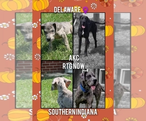 Great Dane Puppy for sale in ENGLISH, IN, USA