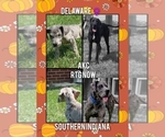 Small Photo #1 Great Dane Puppy For Sale in ENGLISH, IN, USA