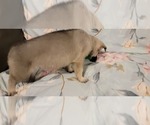 Small Photo #6 German Shepherd Dog Puppy For Sale in ANKENY, IA, USA