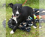 Small #1 Labrador Retriever Mix