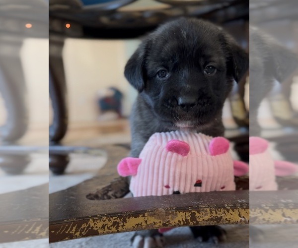 Medium Photo #34 Mastiff-Pyrenean Mastiff Mix Puppy For Sale in RHOME, TX, USA