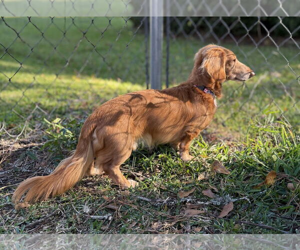 Medium Photo #9 Dachshund Puppy For Sale in Shelbyville, TN, USA