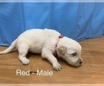 Small Photo #3 Golden Retriever Puppy For Sale in TOWNER, CO, USA