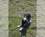 Small Photo #33 Fox Terrier (Smooth)-Rat Terrier Mix Puppy For Sale in FRANCESVILLE, IN, USA