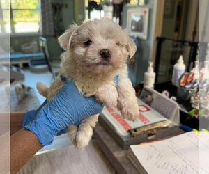 Maltese Dogs for adoption in Benton, LA, USA