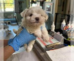 Dovie (NOT YET AVAILABLE) - Female Maltese Dog for Adoption - Small photo