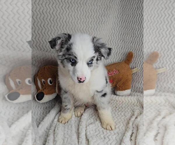 Medium Photo #5 Miniature Australian Shepherd Puppy For Sale in JASONVILLE, IN, USA