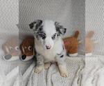 Small #4 Miniature Australian Shepherd