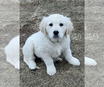 Puppy Layla English Cream Golden Retriever