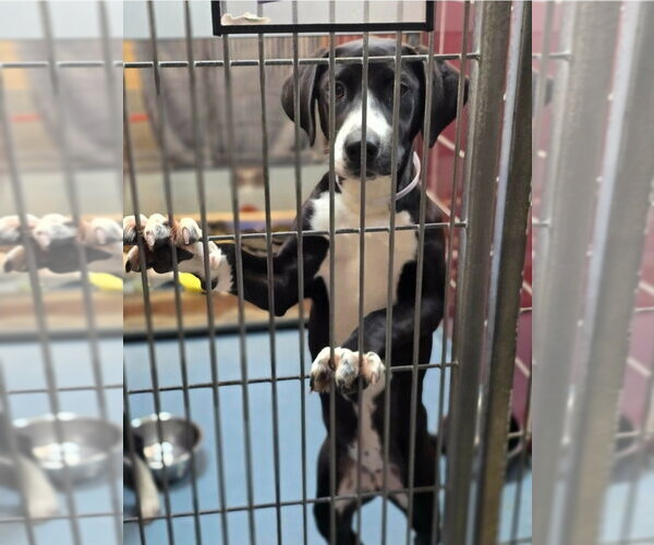 Medium Photo #2 Labrador Retriever-Unknown Mix Puppy For Sale in Lakewood, CO, USA