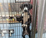 Small #1 Labrador Retriever Mix