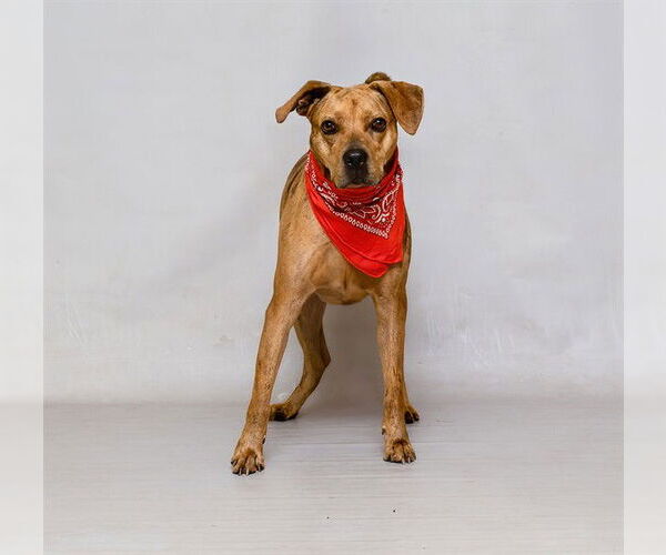 Medium Photo #2 Catahoula Leopard Dog-Unknown Mix Puppy For Sale in Sanford, FL, USA