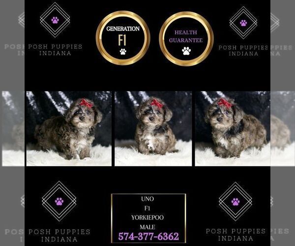 Medium Photo #7 YorkiePoo Puppy For Sale in WARSAW, IN, USA