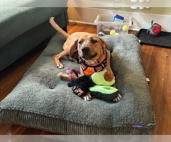 Medium Photo #9 Mutt Puppy For Sale in Utica, NY, USA