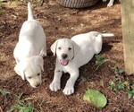 Small Photo #5 Labrador Retriever Puppy For Sale in ABERDEEN, MD, USA