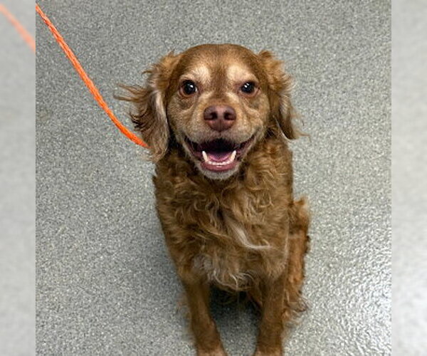 Medium Photo #1 Cocker Spaniel-Unknown Mix Puppy For Sale in Las Vegas, NV, USA