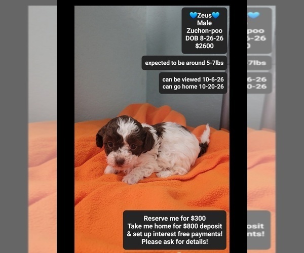 Medium Photo #1 Poodle (Toy)-Zuchon Mix Puppy For Sale in TUCSON, AZ, USA