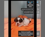 Zeus - Male Poodle (Toy)-Zuchon Mix Puppy for Sale - Small photo
