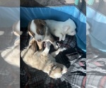 Small Photo #3 Australian Shepherd Puppy For Sale in LUMBERTON, TX, USA