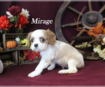 Small #4 Cavalier King Charles Spaniel