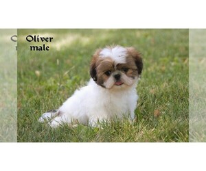 Shih Tzu Puppy for sale in CLARE, MI, USA