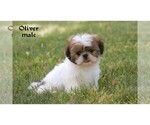 Image preview for Ad Listing. Nickname: Litter of 10