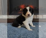 Puppy Quincy Border Collie
