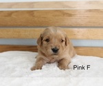 Small #5 Golden Retriever