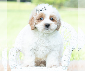 Medium Maltipoo (Toy)