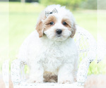 Puppy Tucker Maltipoo (Toy)